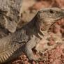 Una culebra de EEUU amenaza de muerte al lagarto gigante canario