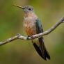 Hallan un nuevo colibrí gigante capaz de recorrer 8.000 kilómetros a 4.000 metros de altura