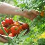 Los tomates prefieren el agua salada: estos son los múltiples beneficios si empiezas a regarlos con ella