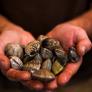 Cuenta atrás para la desaparición de los moluscos más preciados de Galicia