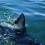 Estas playas de Andalucía con más riesgo de ver tiburones