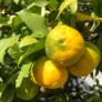 La superfruta adorada en Japón e infravalorada en España que alarga la vida y aniquila enfermedades