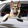 Alerta de Europa con su propuesta de ley que quiere obligar a llevar a perros en vehículos a menos de 25º