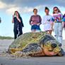 Activan el protocolo de emergencia por 63 huevos de tortuga en una playa Alicante