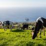 Francia tiene que entregar tres vacas a España cada año y esta es la razón