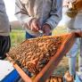 Investigan la comercialización de 40 toneladas de miel contaminada con pesticidas