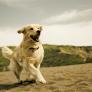 La playa de arena dorada de Córdoba donde tu perro puede pegarse un chapuzón