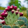 Los gusanos ponen en jaque la fruta que Marruecos espera con ansia en septiembre