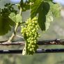 El Bierzo pide apoyo a Valdeorras, Monterrei y Ribeira Sacra frente a la DOP Rueda, que ahora podrá elaborar vinos con uva godello