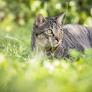 Esto es lo que dice la ley si el gato de tu vecino se cuela siempre en tu jardín