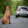 La Guardia Civil avisa: esto es lo que debes hacer si te encuentras a un perro abandonado