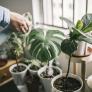 Llega septiembre y estas son las plantas de interior que sobreviven en una habitación sin ventanas