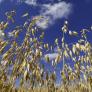 La presión internacional hunde el cultivo de la avena: "Este año no hay mercado ni precio, no se compra ni un kilo"