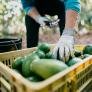 Una técnica nutricionista te enseña a introducir el aguacate en tu dieta sin miedo a las grasas