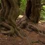 La ruta de senderismo más mágica de España te lleva por un bosque milenario de otoño eterno