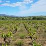 Unos jóvenes holandeses cumplen el gran sueño del vino en España: 60.000 botellas al año que riegan por Europa