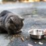 Esto dice la ley sobre dar de comer a gatos callejeros o palomas