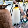 Hasta Katy Perry sucumbe al inédito bebé pingüino que ha engordado 100 veces su peso en 9 meses