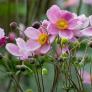 Los jardineros revelan las flores que verás siempre embellecer sus jardines en otoño