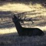 A precio de locos y con embalse propio: una mega finca con ciervos, jabalíes y gamos busca comprador