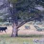 La reintroducción del lobo revoluciona Yellowstone