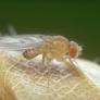 Crean un 'Google Maps' del cerebro de la mosca de la fruta