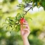 Si podas estos tres árboles frutales antes del invierno tendrás un antiplagas y una gran cosecha