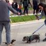 El encuentro de un perro salchicha con su alter ego marioneta es lo mejor que verás hoy