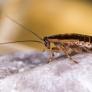 Este es el país de origen de la cucaracha más peligrosa para la especie humana