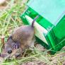 Muchos no conocen el gran truco de las botellas de plástico para acabar con los ratones del jardín