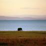 Esta rata es capaz de matar a un elefante con tan solo un mordisco