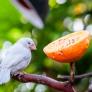 Piden a los jardineros espolvorear este polvo en el jardín en octubre