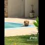 Sorpresa al llegar a casa y ver lo que hace su Golden Retriever: "¡No puedo creer lo que estoy viendo!"