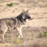 Una loba seduce al perro pastor para acceder a este rebaño de cabras de un rincón de Cataluña