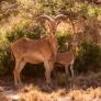 Marruecos ordena soltar tres animales para salvar su desierto