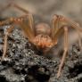 Un biólogo advierte de la araña más venenosa de España y tranquiliza al decir a quién suele picar