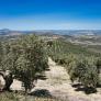 Un megaproyecto manda a la ruina a 100 agricultores y a sus 100.000 olivos