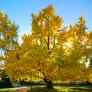 Este árbol es el responsable de que notes en octubre un olor a vómito o a mantequilla rancia por la calle