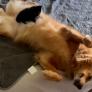 Un adorable gatito y un Golden Retriever: de enemigos a amigos para toda la vida en un solo día