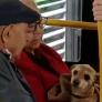 Graban el amor con el que dos ancianos tratan a su perro en pleno transporte público