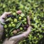 Patente mundial a este molino de aceite de "bolsillo" que muchos querrían que llegara a España