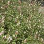 Los expertos piden que dejes esta planta en paz durante la poda en otoño: la primavera revelará toda su belleza