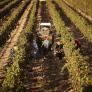 España presume de la comarca de mayor producción de la fruta que es gasolina para el cerebro