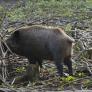 El grupo de arqueros españoles pionero en Europa que da caza a una especie transmisora de enfermedades a los humanos