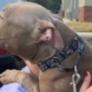 Un Pitbull que ha sido abandonado dos veces vuelve a ser adoptado y su reacción encoge el corazón