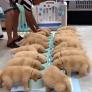 Cuida y da de comer a decenas de cachorros de Golden Retriever: "Tiene el mejor trabajo del mundo"