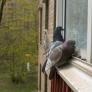 Un experto revela por qué los pájaros picotean tu ventana en noviembre: puede que tengan algo para ti