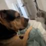 La relación de amor entre un perro y un gato que rompe todos los clichés