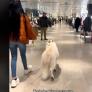 Lo que le pasa con su perro en un centro comercial es un verdadero 'tierra trágame'