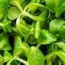 Adiós a la lechuga: el superalimento más nutritivo que la reina de las ensaladas que ayuda a dormir